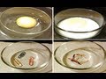 Protein Digestion and Enzyme Function