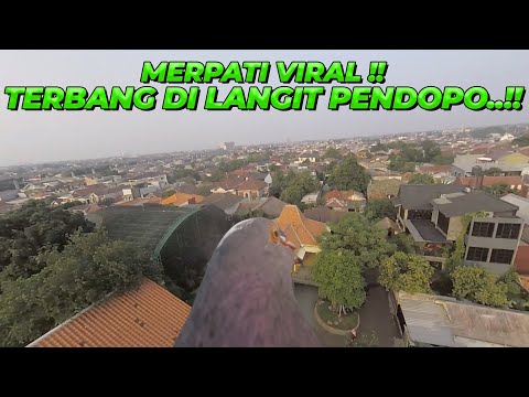 SKILL MERPATI PRO PLAYER TERBANG DI ATAS AVIARY DEHAKIMS..!!