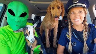 Puppy Surprises Police Dancing Car Ride Chase!