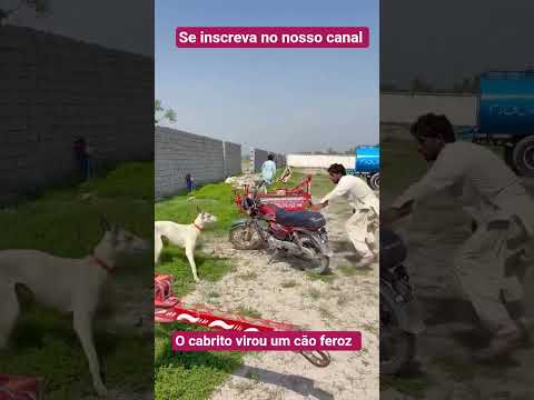 O cabrito virou um cão feroz só acontece no #shorts