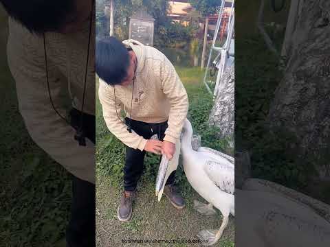 This bird can eat any creature.