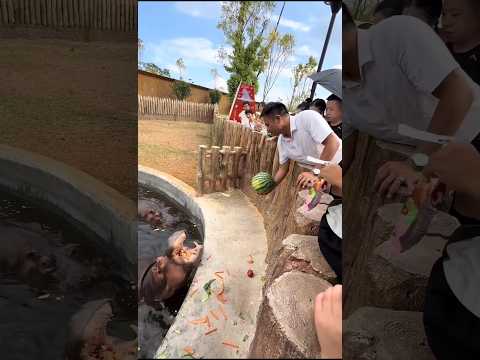 This Hippo Really Wanted That Watermelon 🥹🍉