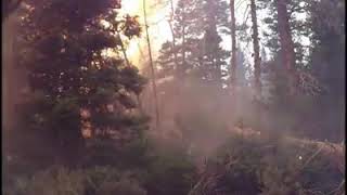 Researchers capture video inside raging forest fire