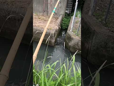 Japanese Catfish💥 #fishing #catfish