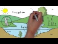 Ecosystem Balance and Interactions