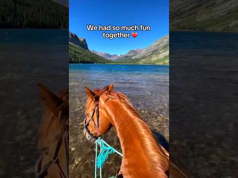 This is all I have left 🥺 #horse #equestrian #horsejumping #horseriding #horsegirl #camera #pov