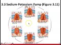 Cell Membrane Transport Mechanisms