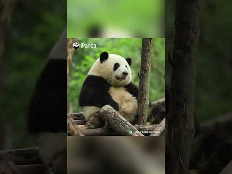 60 Seconds Review Of He Hua & He Ye's Growth Journey | iPanda #shorts #birthday