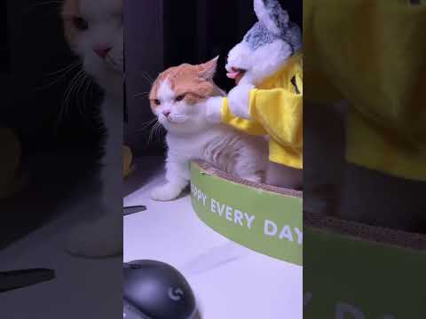 Cats powerlessness. #cat #funny