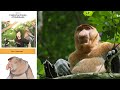 Bantan Monkey Facts and Conservation