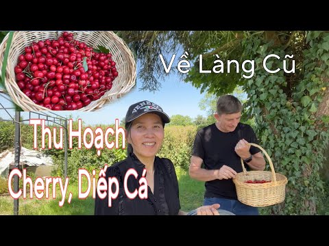 Về làng cũ thu hoạch cherry đỏ, đào rau diếp cá | Người Việt ở Đức | Cuộc sống ở Đức