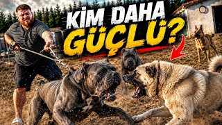 ZEYNA İÇİN BİRBİRLERİNE GİRDİLER! Kangal Pusat, Dev Cane Corso Carlos'a Daldı!