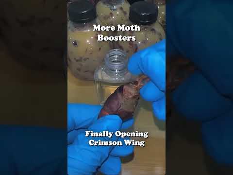 more moth booster packs