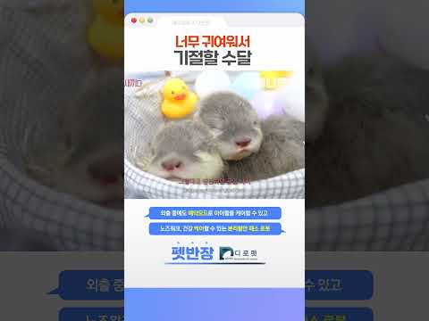 너무 귀여워서 기절할 수달 #애니멀봐 #shorts