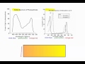 Photosynthesis and Light Absorption