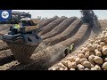 Peanut Processing and Cultivation Concepts