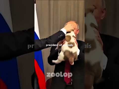 President of animals #putin #animalshorts #animaltransformation #animals #dog #cat #cute #cachorro