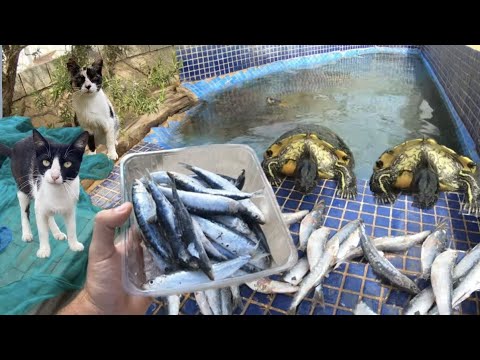 Doy 1 kg de sardinas a mis tortugas y los gatos ayudan a comérselas!!🐟😱