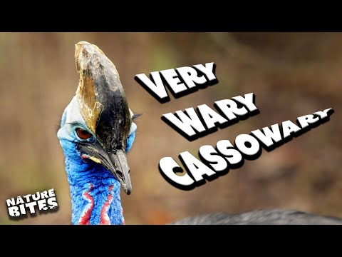 The Story of a Super Wary Cassowary… | The Secret Life of the Zoo | Nature Bites