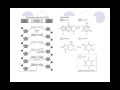 DNA Structure and Function Concepts