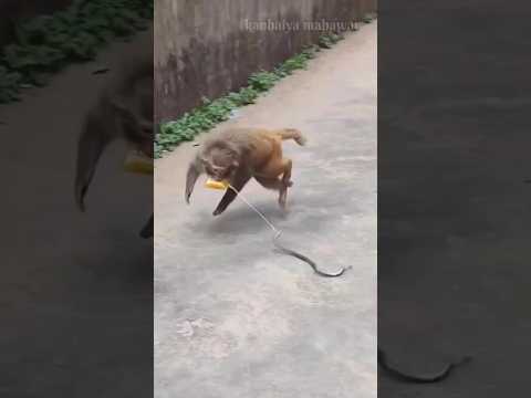 snake prank for monkey | monkey funny video | #monkey #monkeylove #bandar #snake #prank