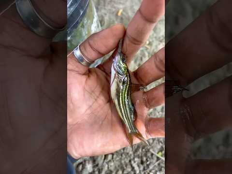 hook fishing se aj mila bohotsare tangra machli🎣😍(525) hindi hook fishing video #hookfishing