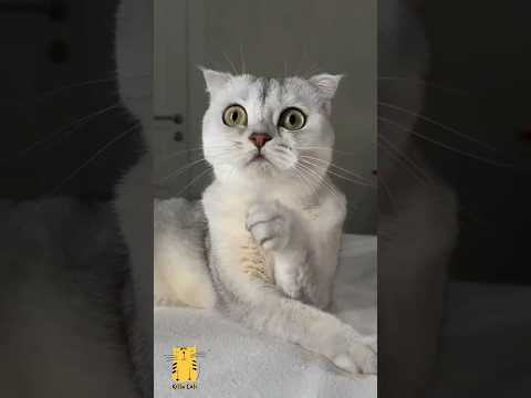 Funny Cat & Cute Kittens516π» #shorts #kucing #kucinglucu #funny #pet #cat #foryou #viral #viralvideo