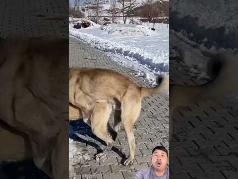 OMG😱😱#funny #animallife #animals #pigfeed #horse #comedy #baffalo #shorts