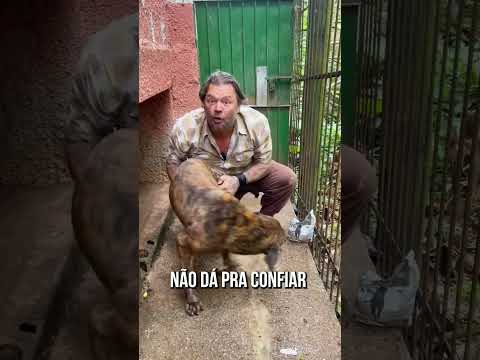 Nunca confie nessa raça! #shorts