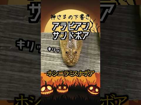 神が〇〇し忘れた蛇 アラビアンサンドボア #動物 #雑学