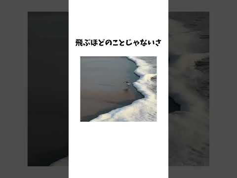 絶対に飛びたくない鳥さん予想外の瞬足を見せるwww