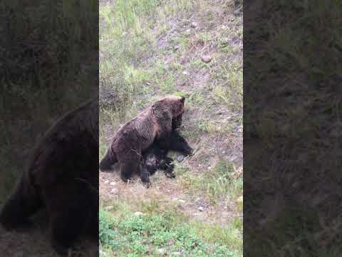 King of the Woods #natureismetal #keepnaturemetal #brown #blackbear