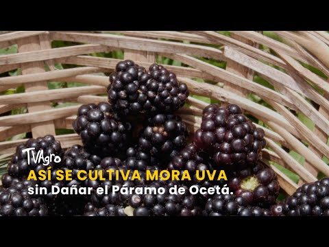 YouTube video thumbnail: This is How Blackberry Grapes Are Grown Without Damaging the Ocetá Páramo