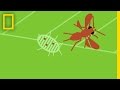Biopesticides and Natural Pest Control