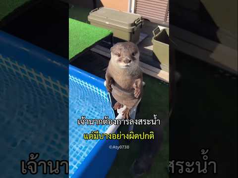 เจ้านากตัวน้อยต้องการลงน้ำ แต่มีบางอย่างผิดปกติ