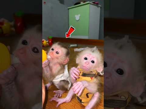 This Baby Monkey just wanted love 🥺🐒 #shorts
