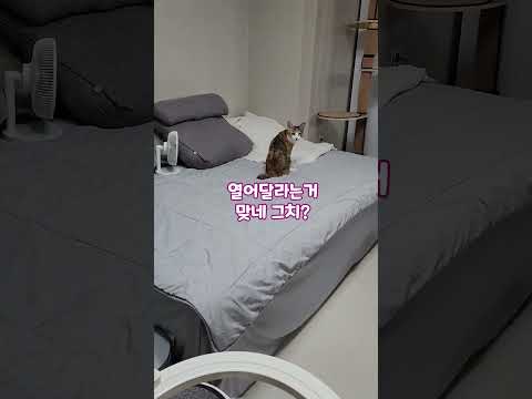 애기같은 개냥이