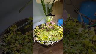 Is this an above ground pond?