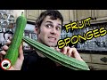 Understanding Luffa: Characteristics and Uses