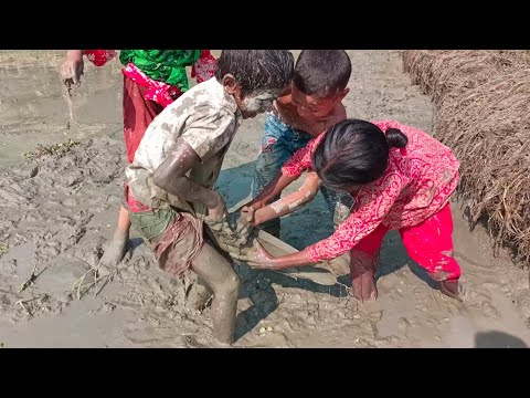 amazing boy catching big catfish in mud water - hand fishing for catfish