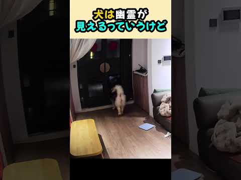 「君たち、なんでそんなに怖がってるの…?」どうやら幽霊を見たらしいワンコたちの突発行動