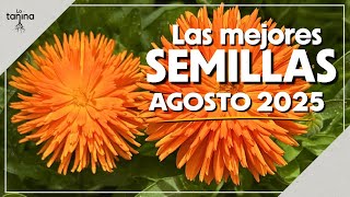Qué SEMBRAMOS en AGOSTO?🪻 #elclubdelasemilla
