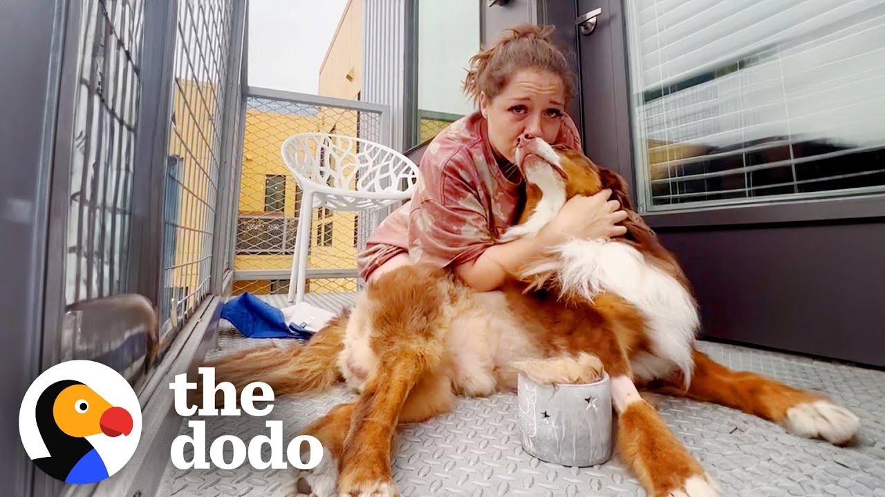 The Vet Told This Woman Her Dog May Never Walk Again - The Dodo