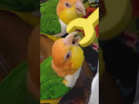 The Bird Brain Scrambler ๐ตโ๐ซ