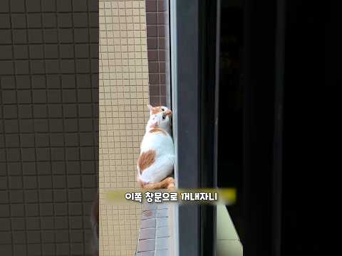 고양이 구출작전