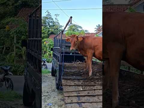 SAPI BUAT QURBAN SUSAH DI TURUNIN