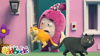 Чёрный кот и беда! | Чуддики | Смешные мультики для детей Oddbods