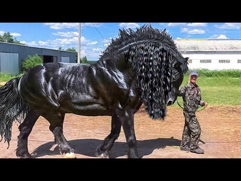 Top 10 Razas de Caballos Únicos en el Mundo