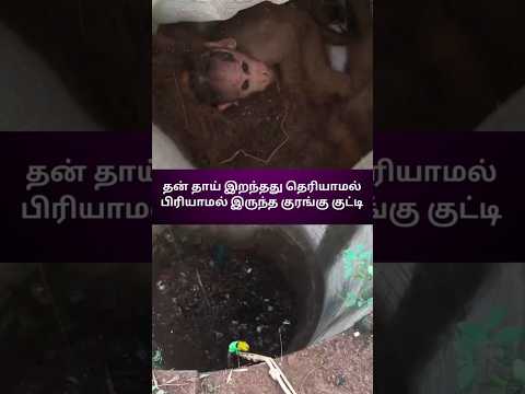 குரங்கு குட்டி