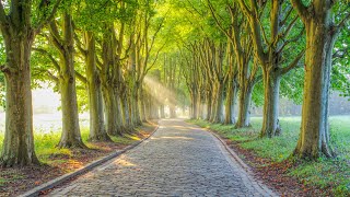 Восстановление внутренней гармонии 🌿 Мягкая музыка для успокоения разума и души